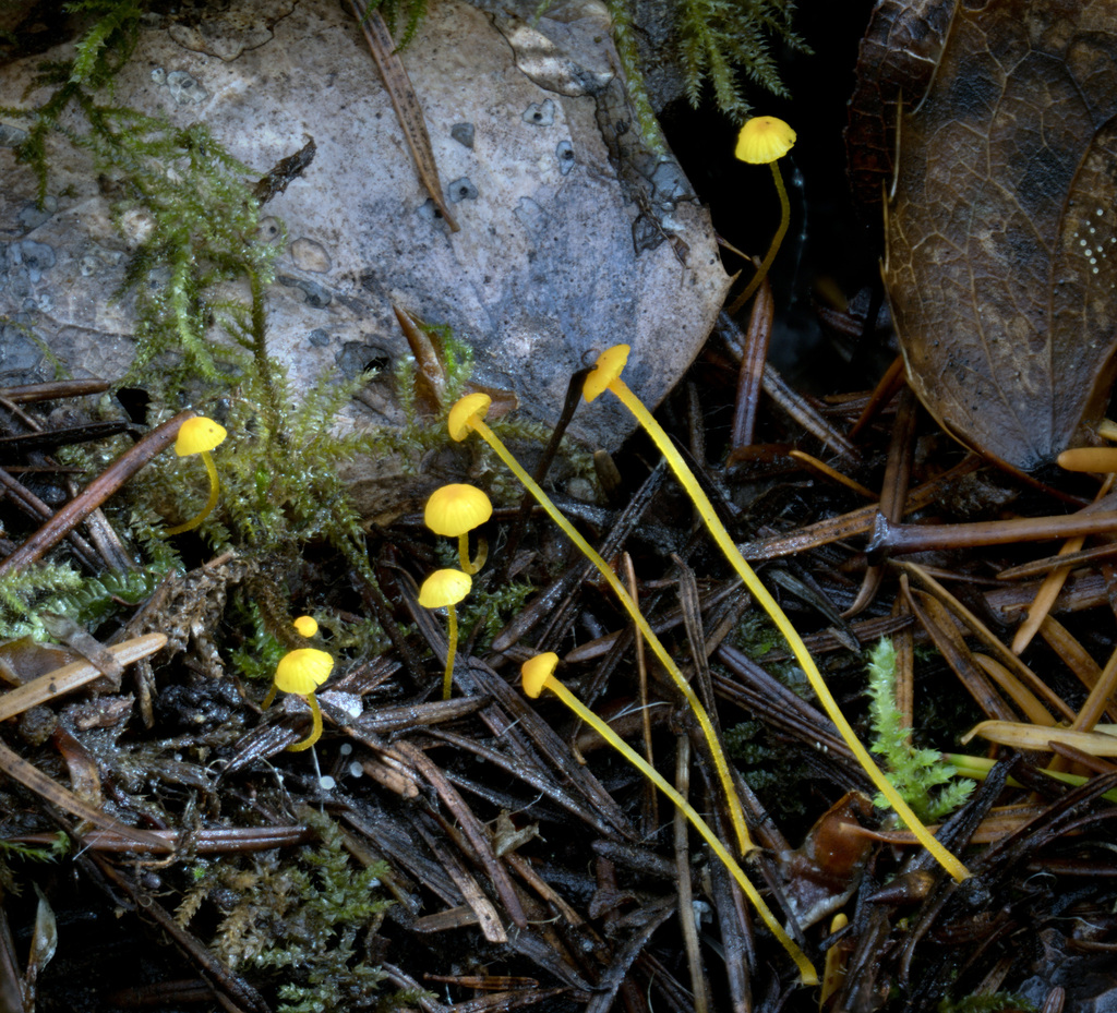 Mycena oregonensis · October 2025 · photo: © alan_rockefeller (iNaturalist, cc-by-sa)