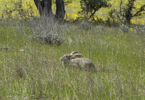 iNaturalist observation photo of Black-tailed Jackrabbit