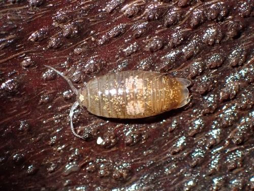 Excirolana orientalis