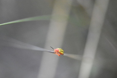 Disonycha quinquelineata