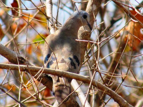 Emerald-spotted Wood-Dove