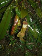 Nepenthes distillatoria