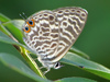 Lang's Short-tailed Blue - Photo (c) Pavel Vojtek, some rights reserved (CC BY-NC), uploaded by Pavel Vojtek