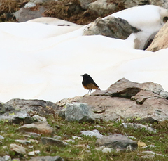 Phoenicurus ochruros ochruros