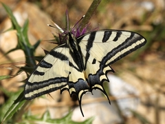 Papilio alexanor