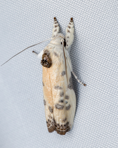 Arignota stercorata (Lucas, 1894)