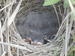 Emberiza citrinella