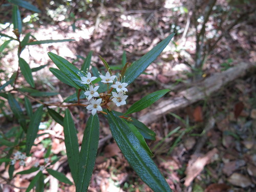 Phebalium longifolium, 2015-07-18