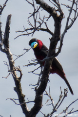 Cymbirhynchus macrorhynchos