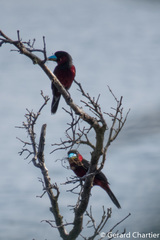 Cymbirhynchus macrorhynchos