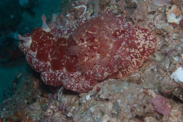 Mottled Spanish Dancer