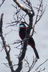 Cymbirhynchus macrorhynchos