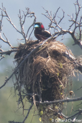 Cymbirhynchus macrorhynchos