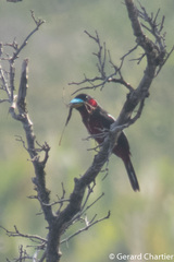 Cymbirhynchus macrorhynchos