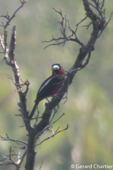 Cymbirhynchus macrorhynchos