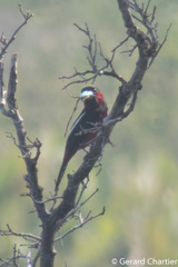 Cymbirhynchus macrorhynchos