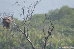 Cymbirhynchus macrorhynchos