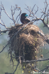 Cymbirhynchus macrorhynchos