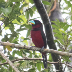 Cymbirhynchus macrorhynchos