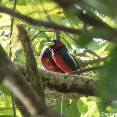 Cymbirhynchus macrorhynchos