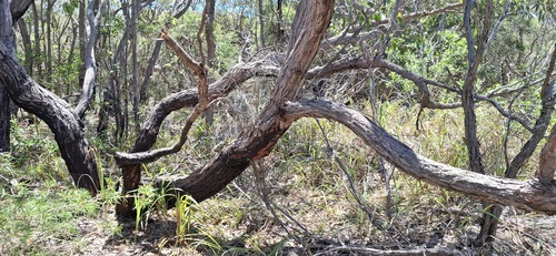 Eucalyptus capitellata observed 2025-11-04
