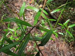 Phebalium longifolium