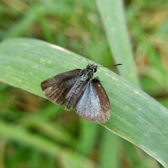 Aeromachus plumbeola