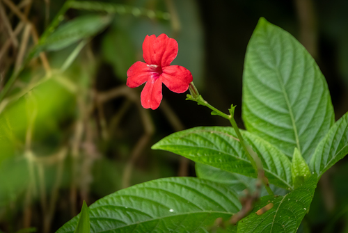 Ruellia elegans, photograph 6