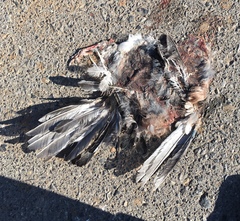 Garrulus glandarius graecus