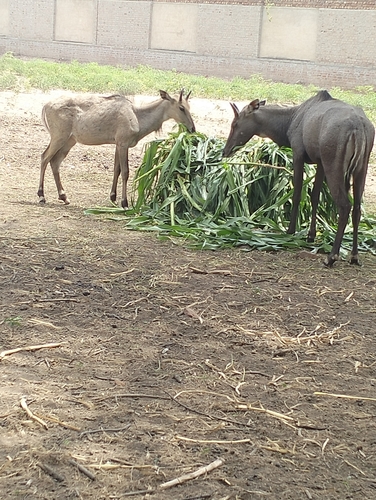 Nilgai