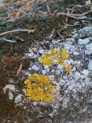 Xanthoria parietina