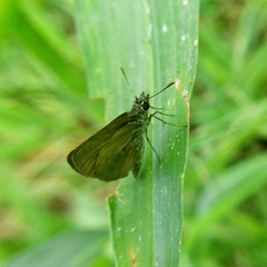 Aeromachus plumbeola