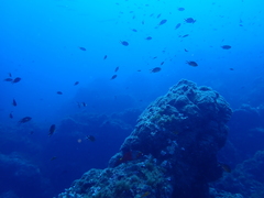 Chromis limbata