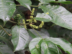 Melicope xanthoxyloides