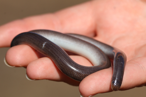 Dark-spined Blind Snake sighting