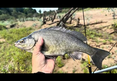 Silver Perch photo 4