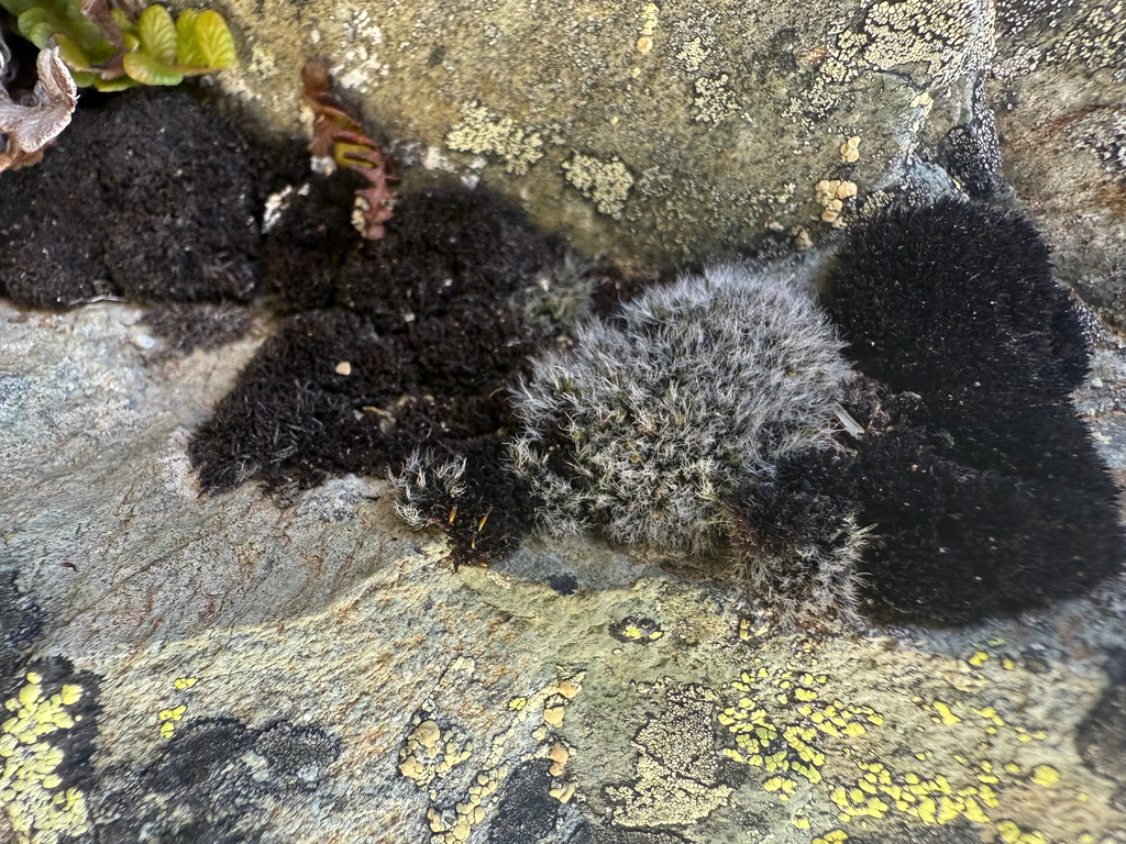Grimmia incrassicapsulis