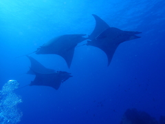 Mobula tarapacana