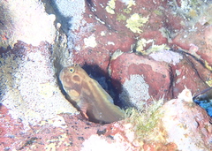 Ophioblennius atlanticus