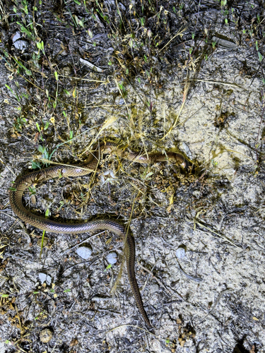 Black-naped Hooded Snake sighting
