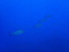 Seriola rivoliana