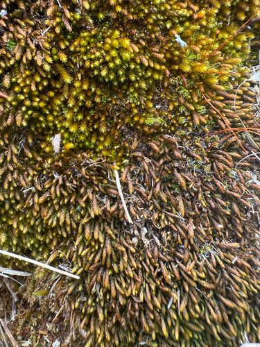 Pseudoleskeopsis imbricata, 2025-11-01
