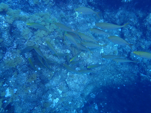 Gold line (Sarpa salpa) — Sparidae — 4