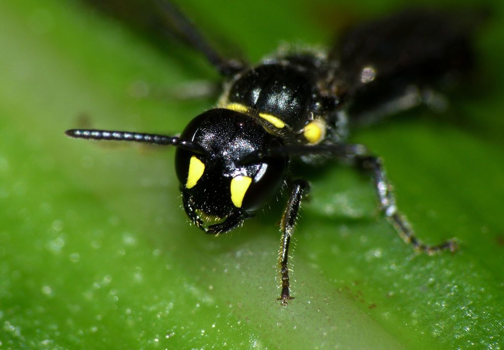 Agile Masked Bee