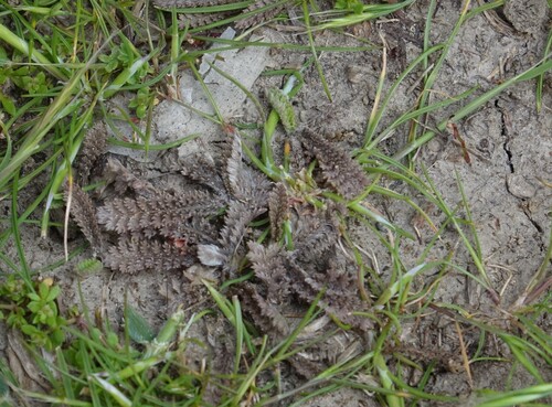 Leptinella pusilla, photograph 1