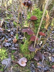 Auricularia auricula-judae