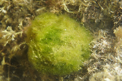 Cladophora albida observed 2025-11-04