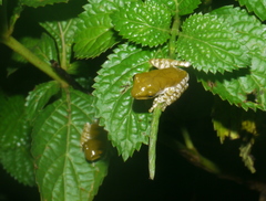 Polypedates cruciger