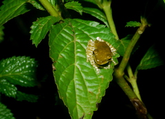 Polypedates cruciger