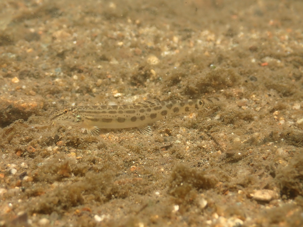 Striated spiny loach (Cobitis striata) — Cobitidae